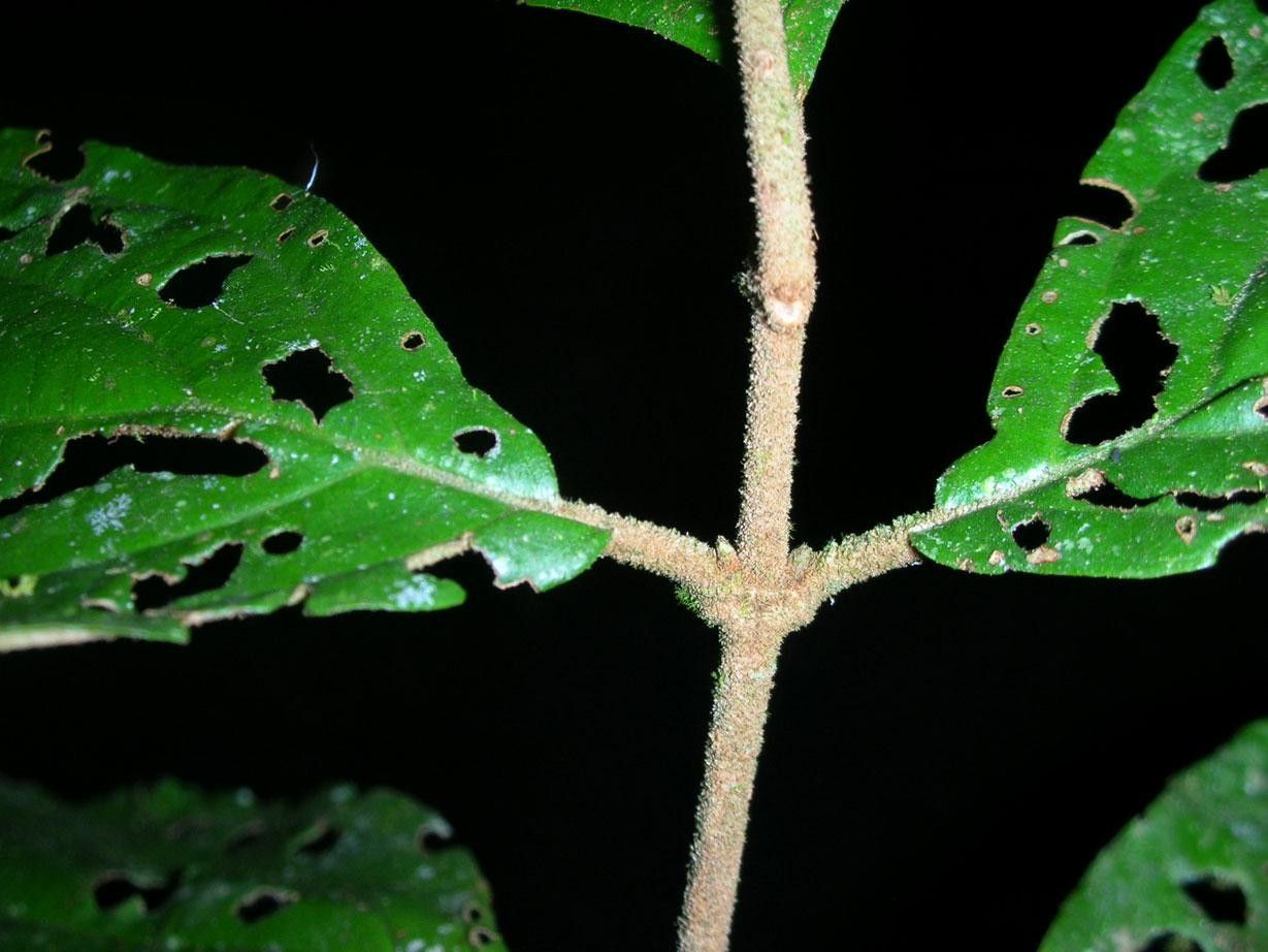 Miconia calocoma bark