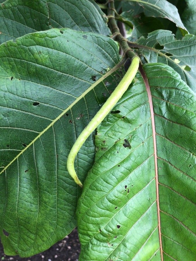 Triplaris melaenodendron leaf