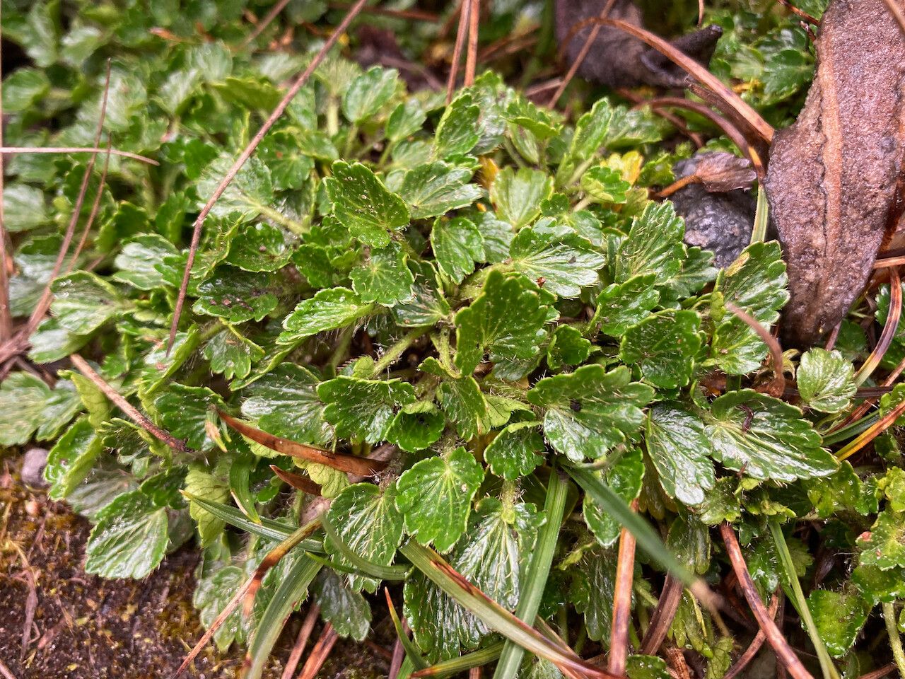 Azorella crenata habit