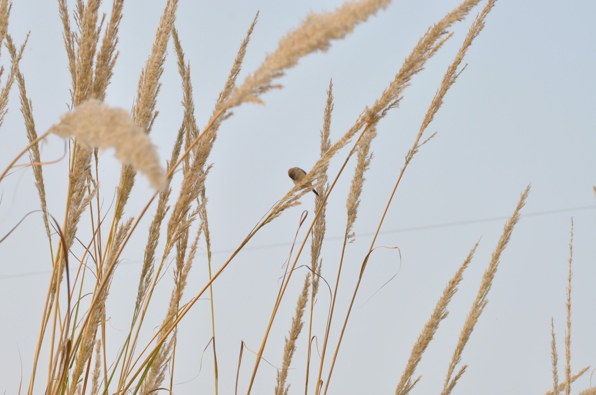 Tripidium bengalense flower