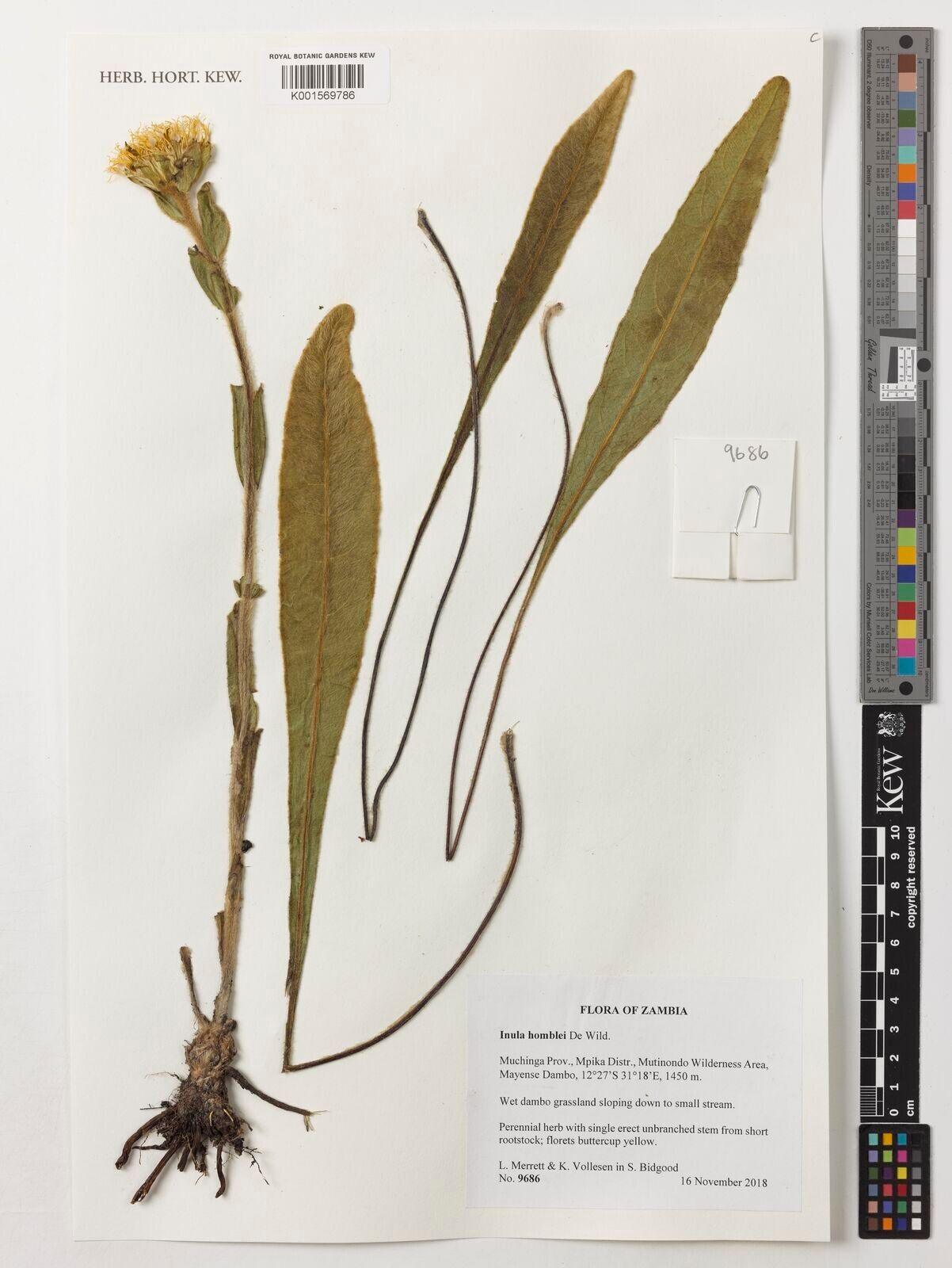 Inula paludosa — search result for 'Inula'