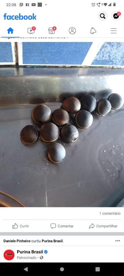 Mucuna sloanei flower