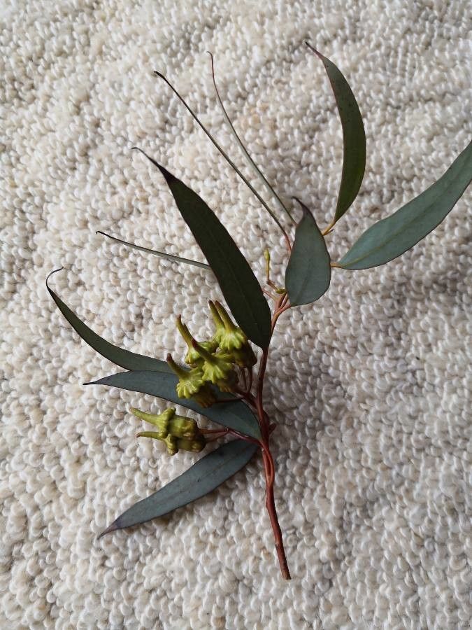 Eucalyptus torquata fruit