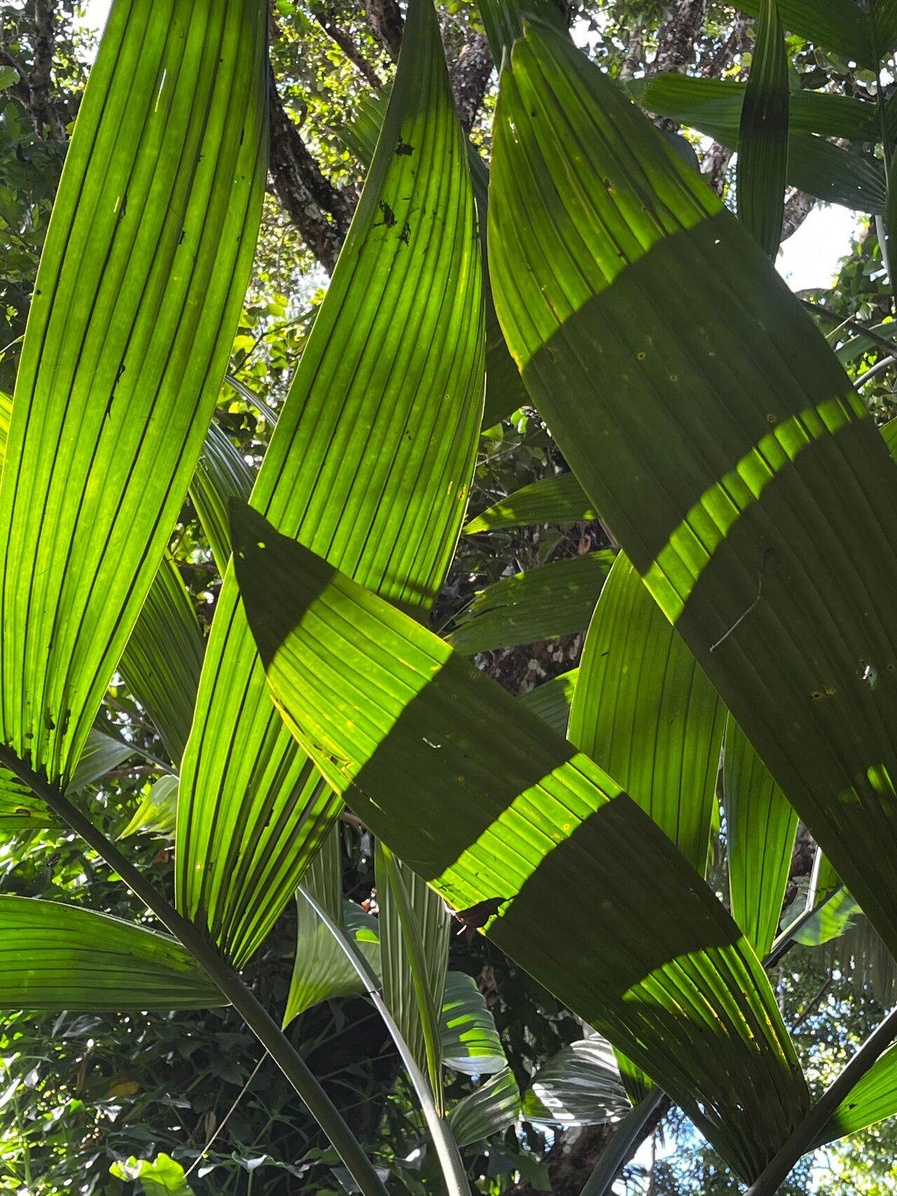 Areca novohibernica leaf