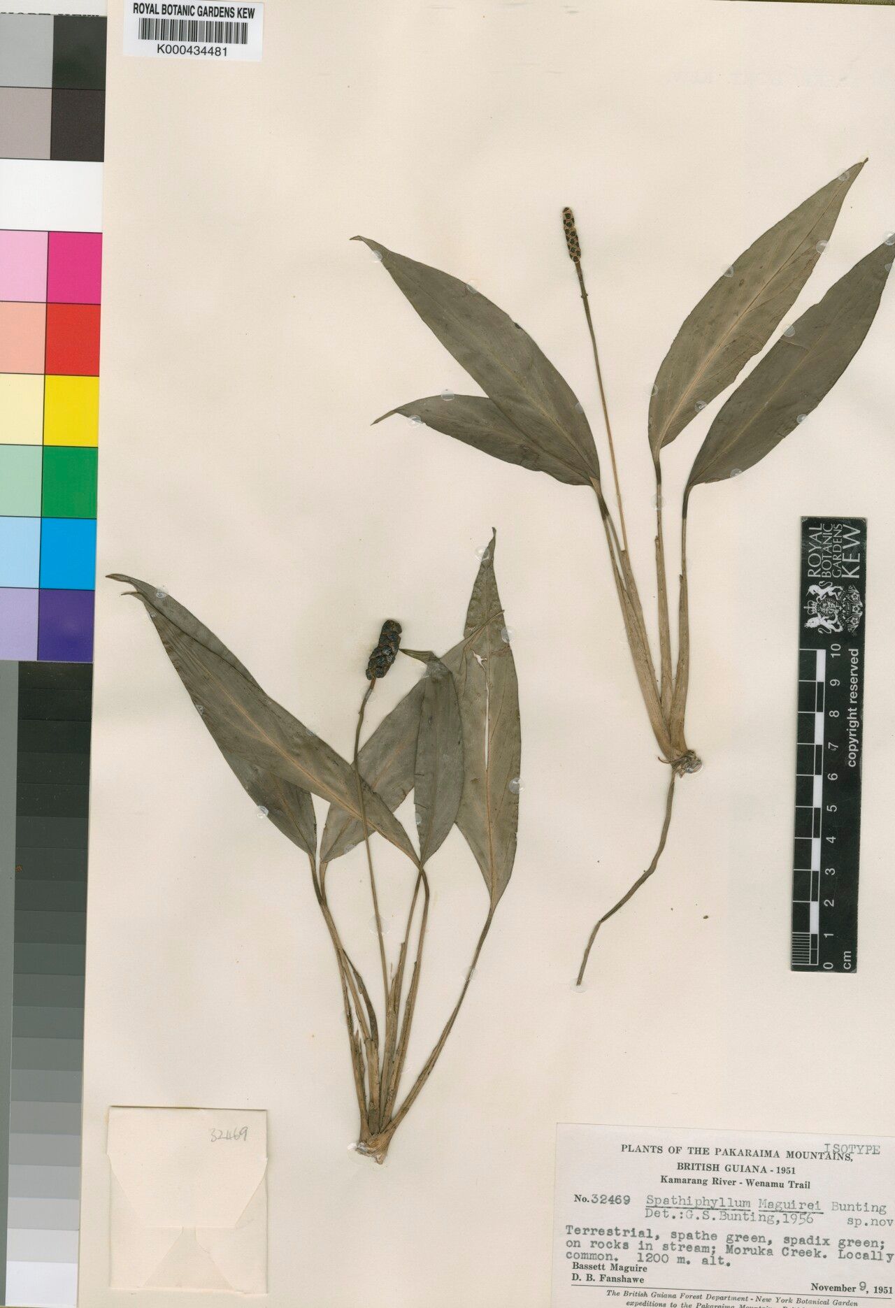 Spathiphyllum maguirei — houseplant care guide