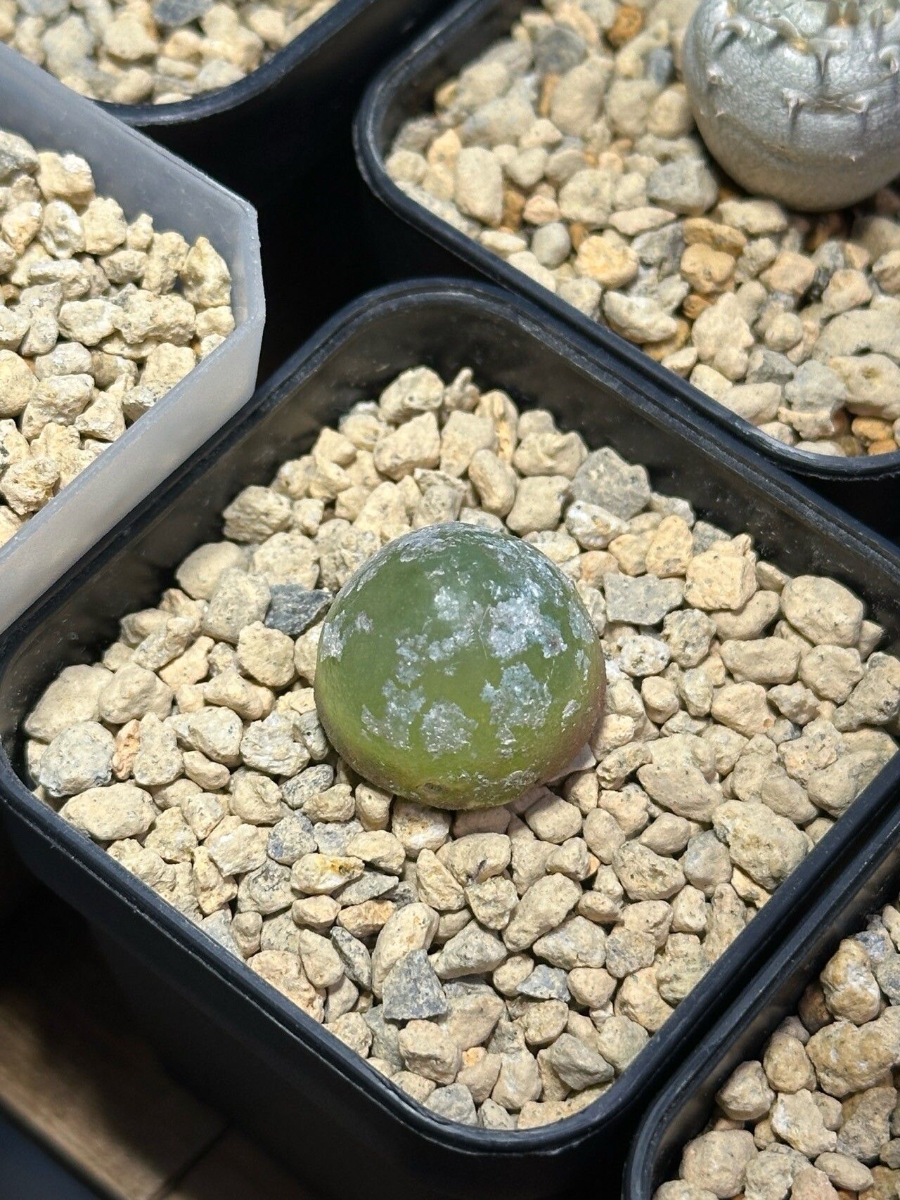 Conophytum burgeri — houseplant care guide