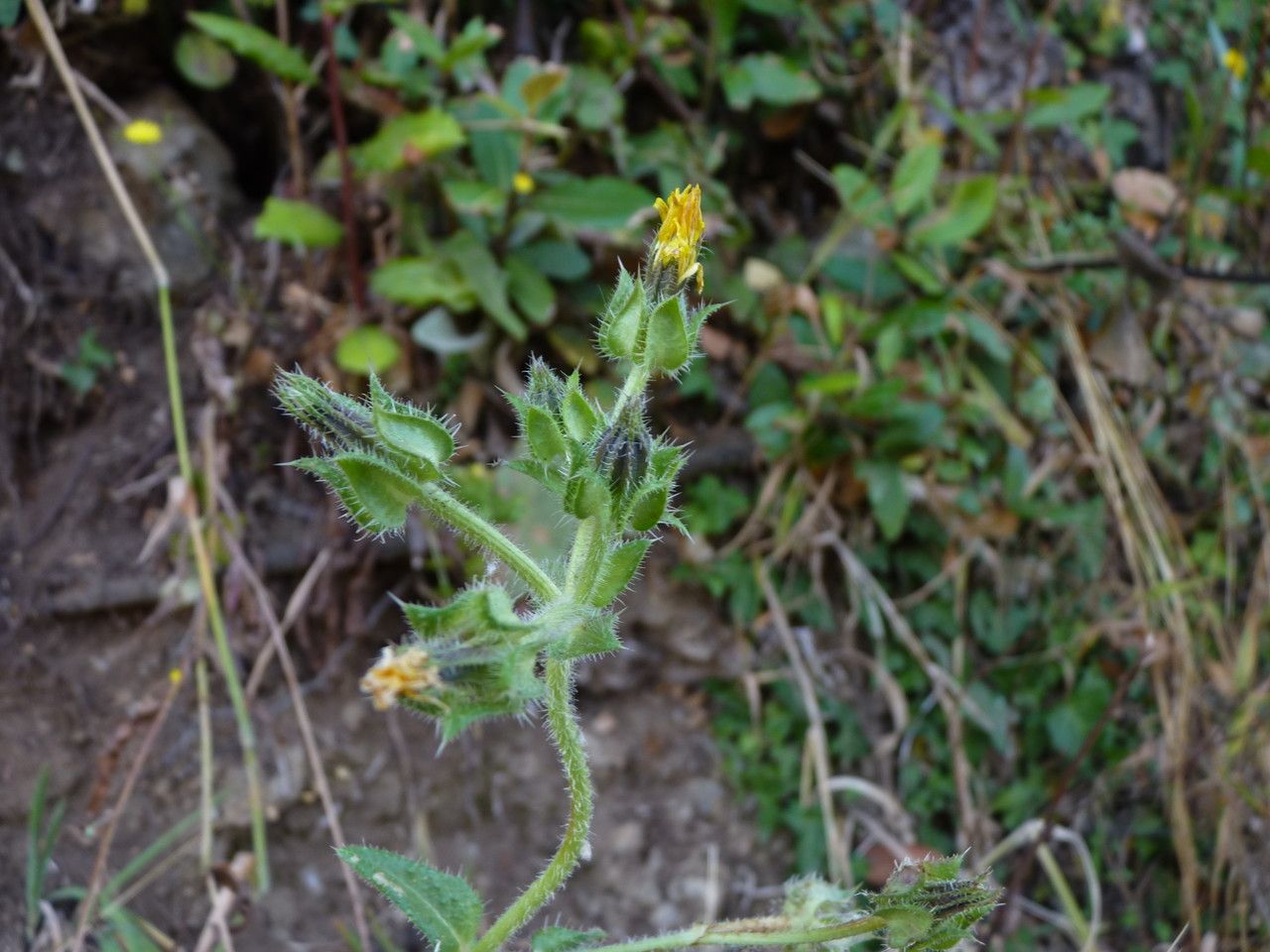 Picris echioides flower