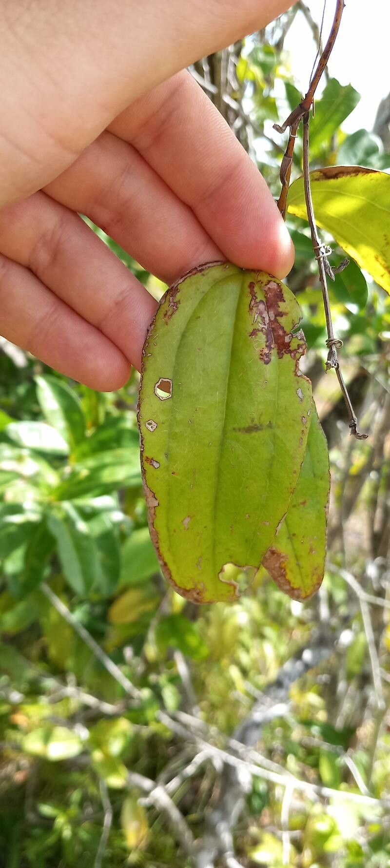 Smilax cordato-ovata — search result for 'Smilax'