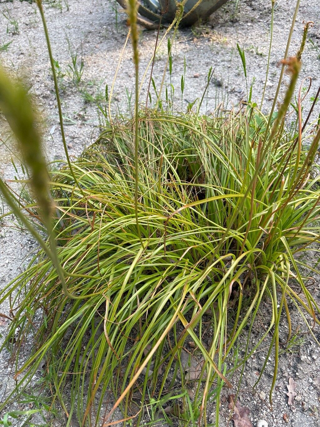 Bulbinella angustifolia — related species from the same genus