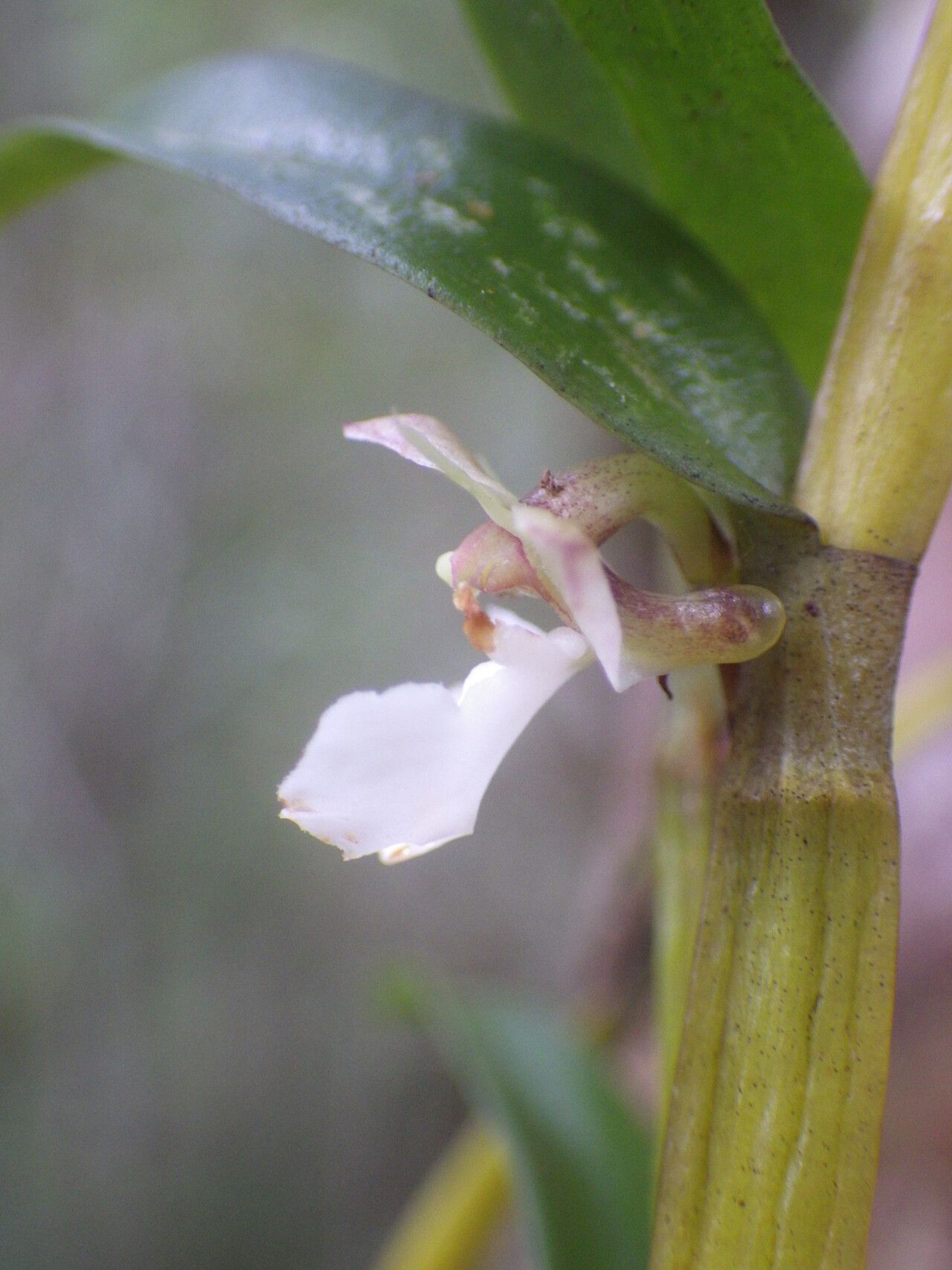 Dendrobium taeniocaule flower