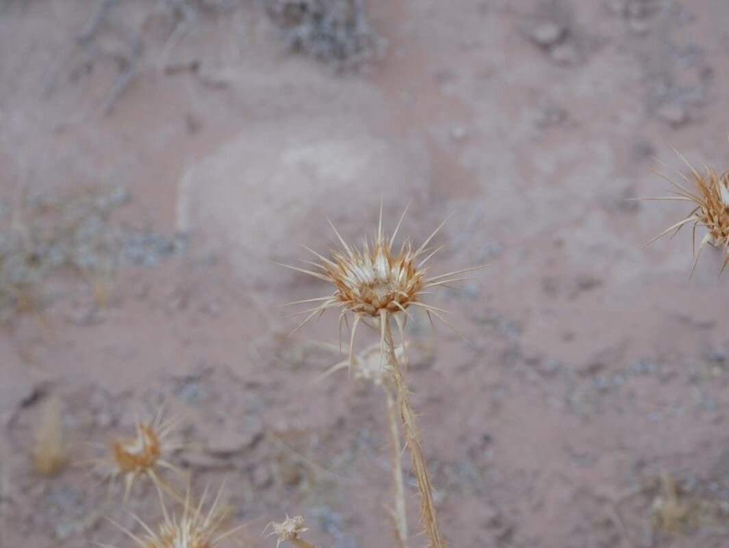 Onopordum alexandrinum flower