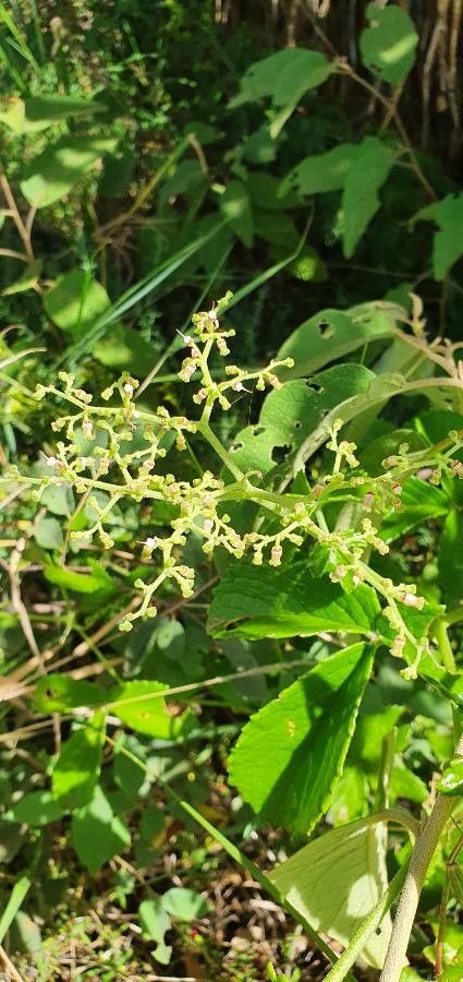 Cyphostemma cyphopetalum flower