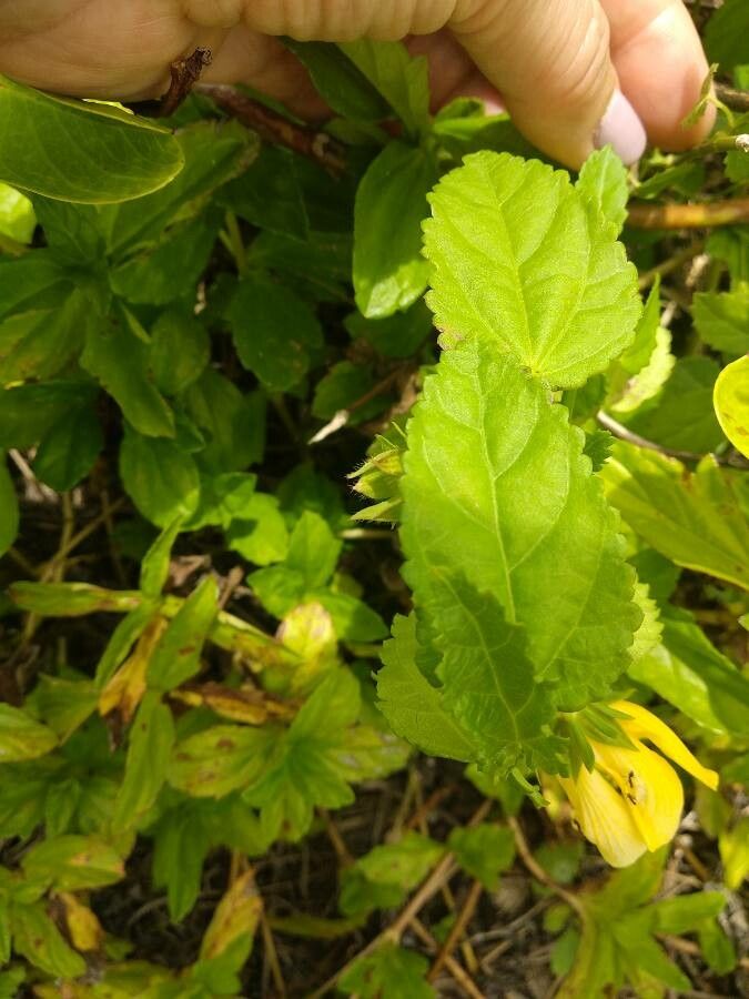 Pavonia spinifex leaf