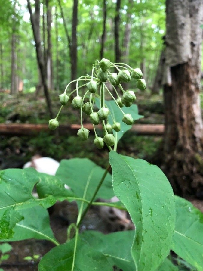 Asclepias exaltata fruit