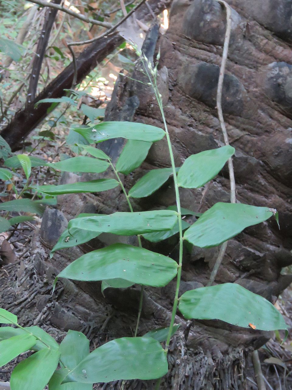 Olyra latifolia — search result for 'Bamboo'