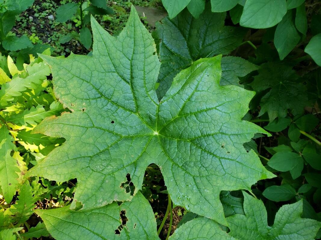 Podophyllum cymosum — related species from the same genus