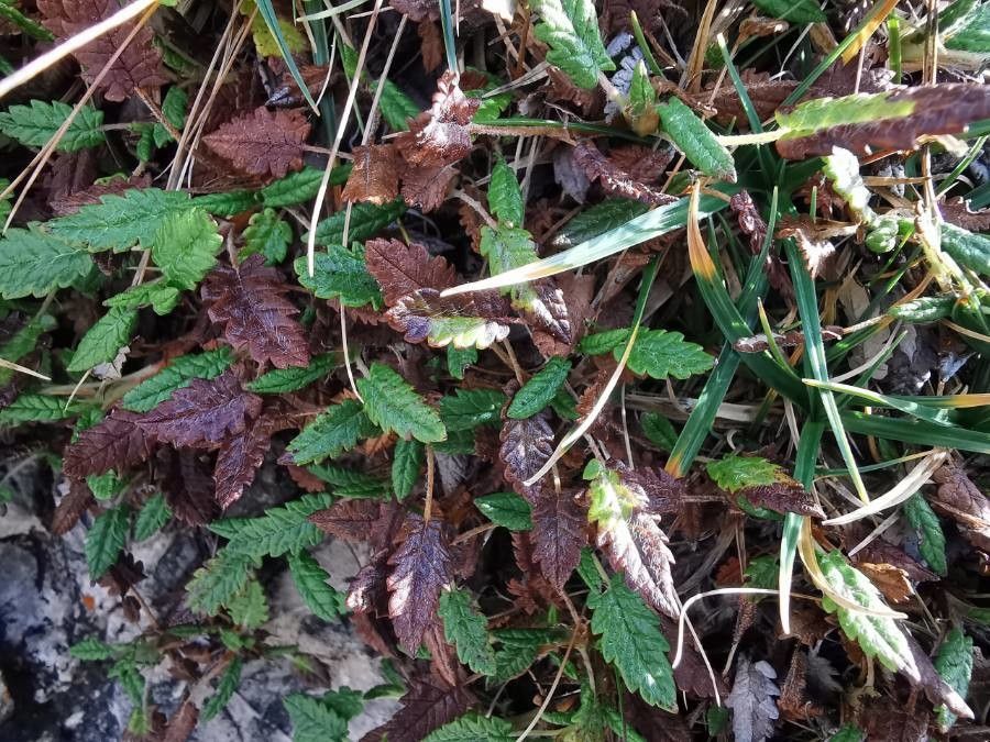 Dryas octopetala leaf