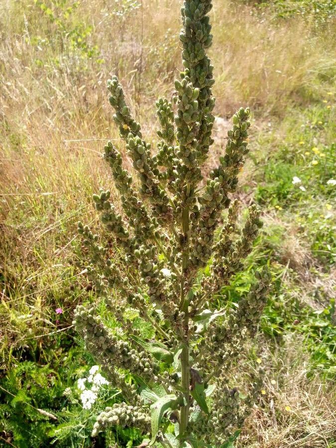 Verbascum lychnitis fruit