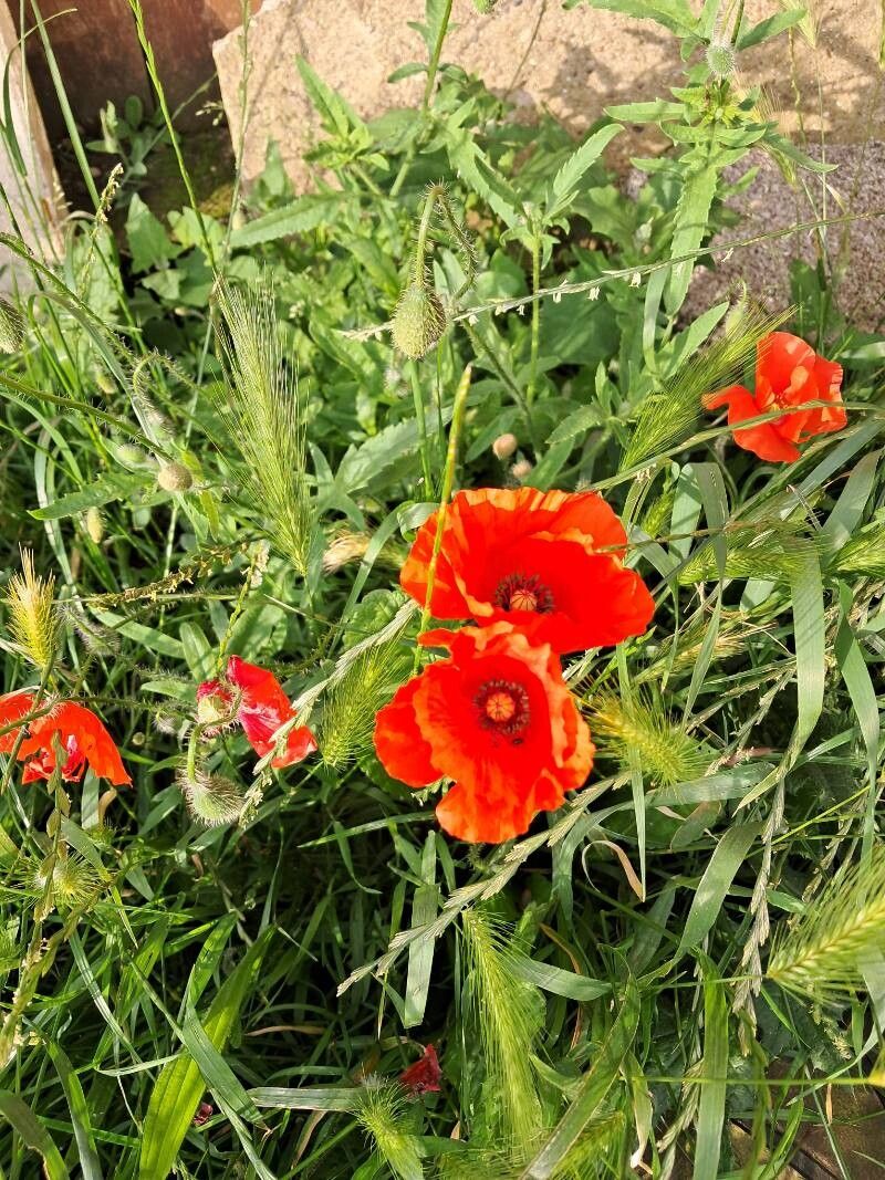 Papaver setiferum flower
