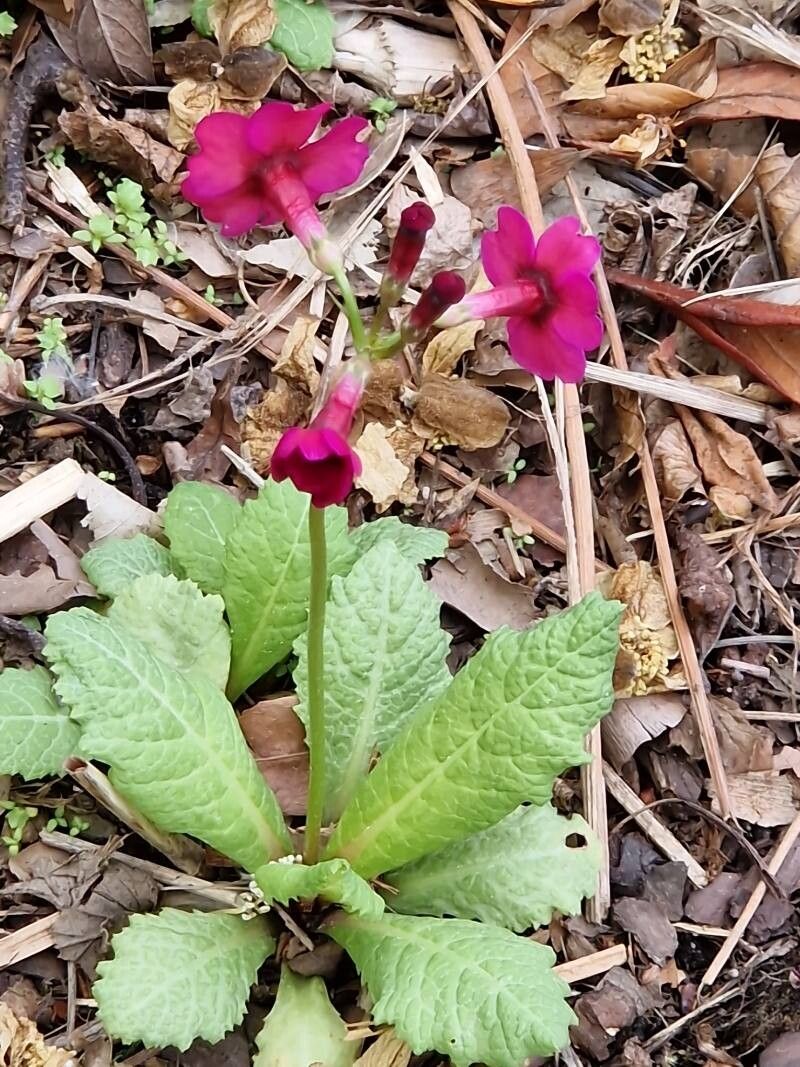 Primula pulverulenta — houseplant care guide