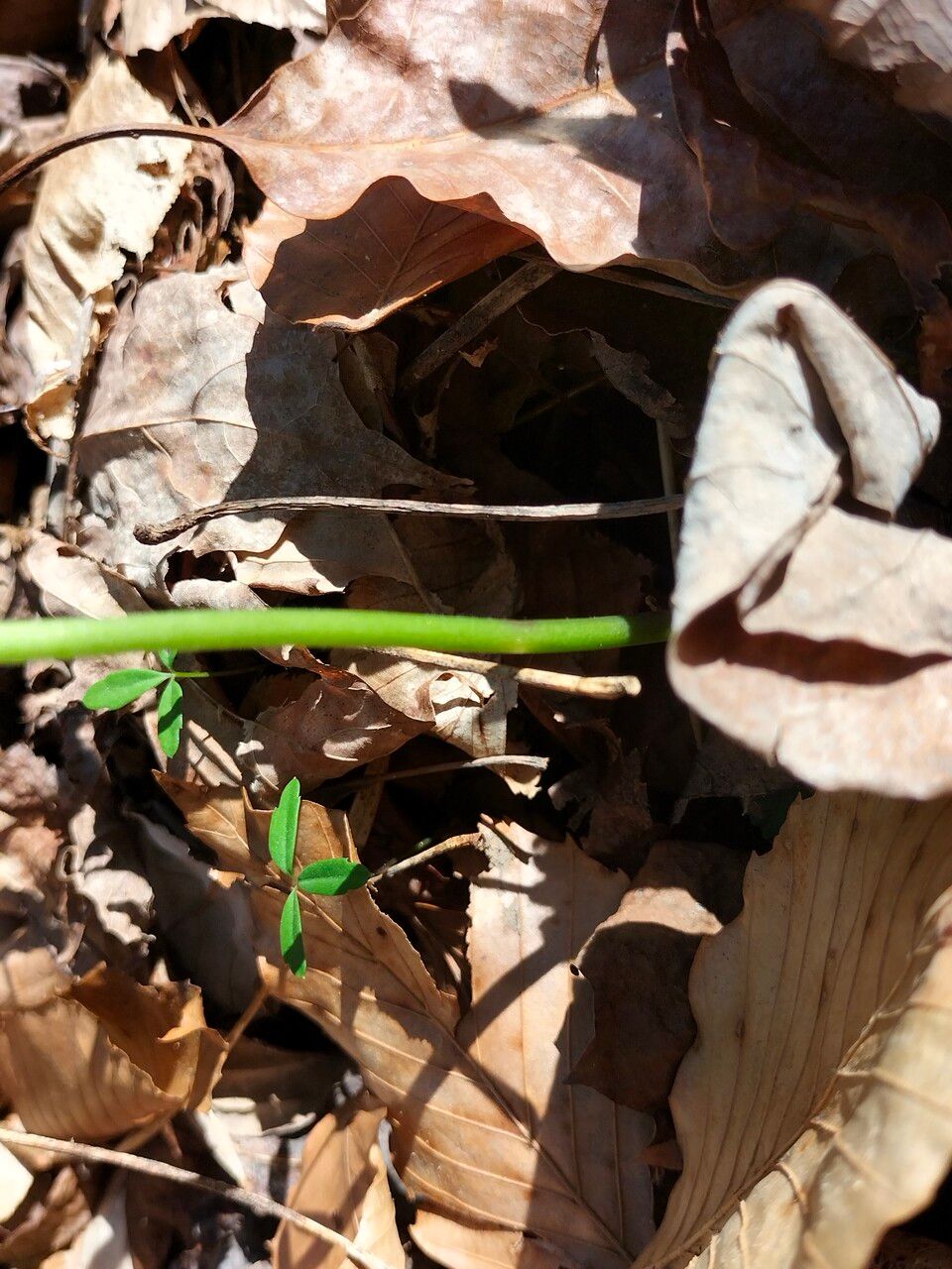 Cardamine concatenata bark