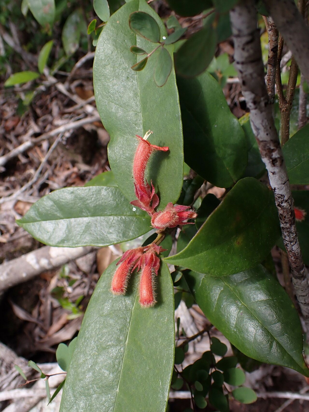 Vitex grandidiana flower