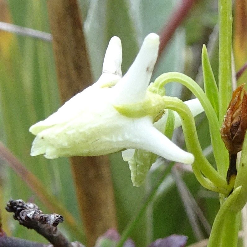 Halenia major flower