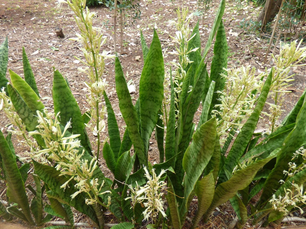 Sansevieria metallica habit