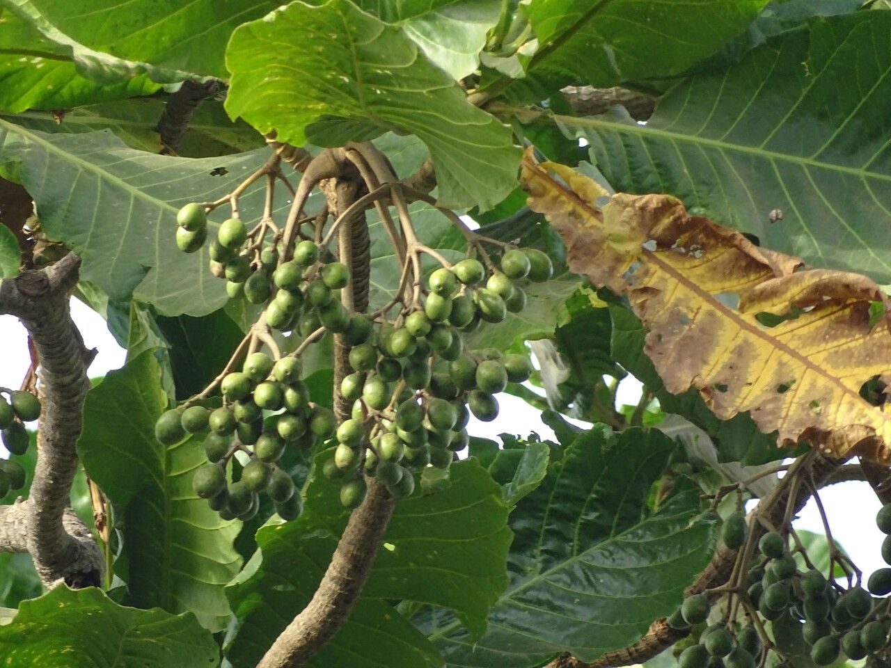 Anthocleista grandiflora fruit