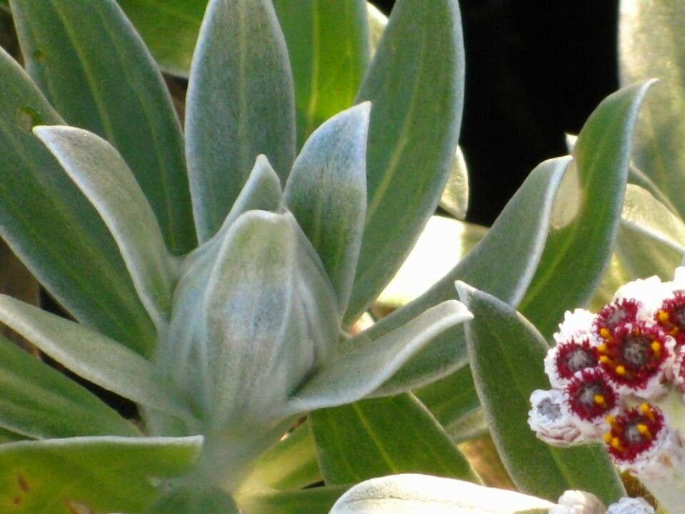 Helichrysum devium — search result for 'Helichrysum'