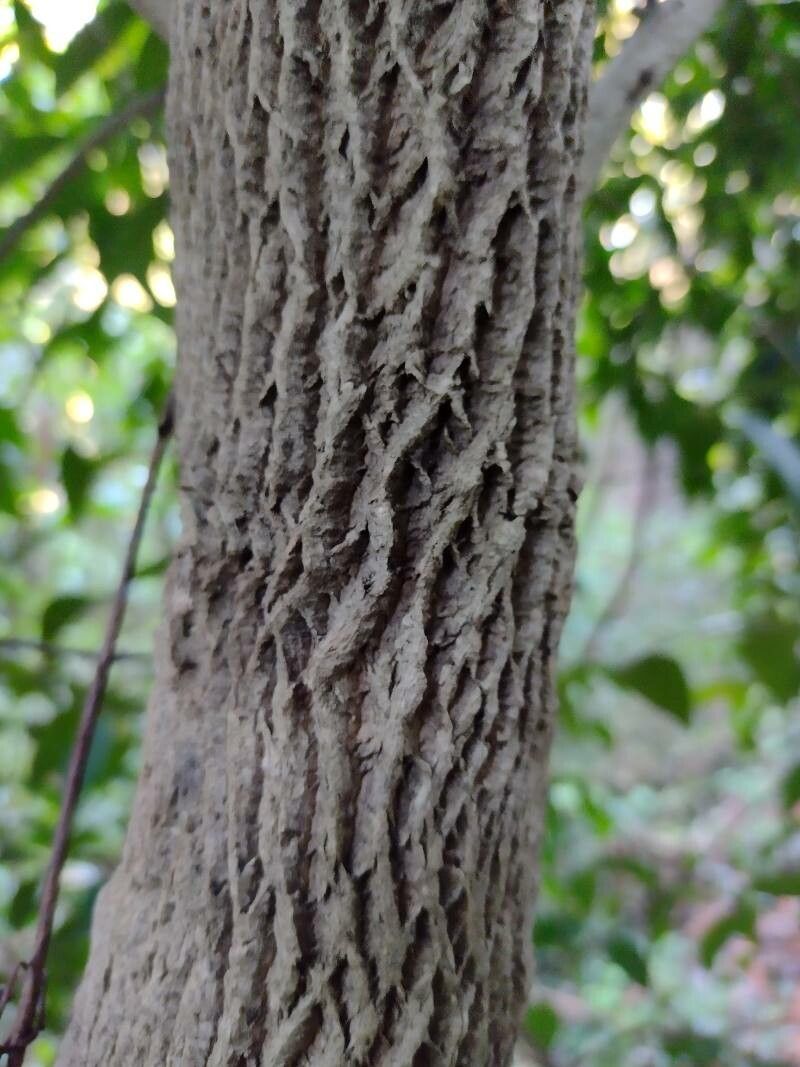 Trochocarpa laurina bark