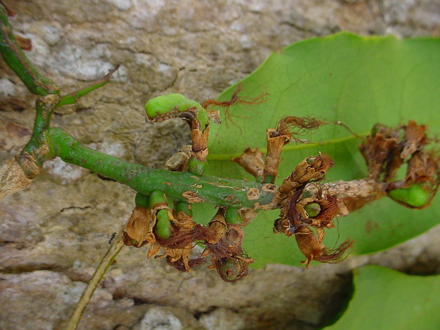 Archidendropsis paivana fruit