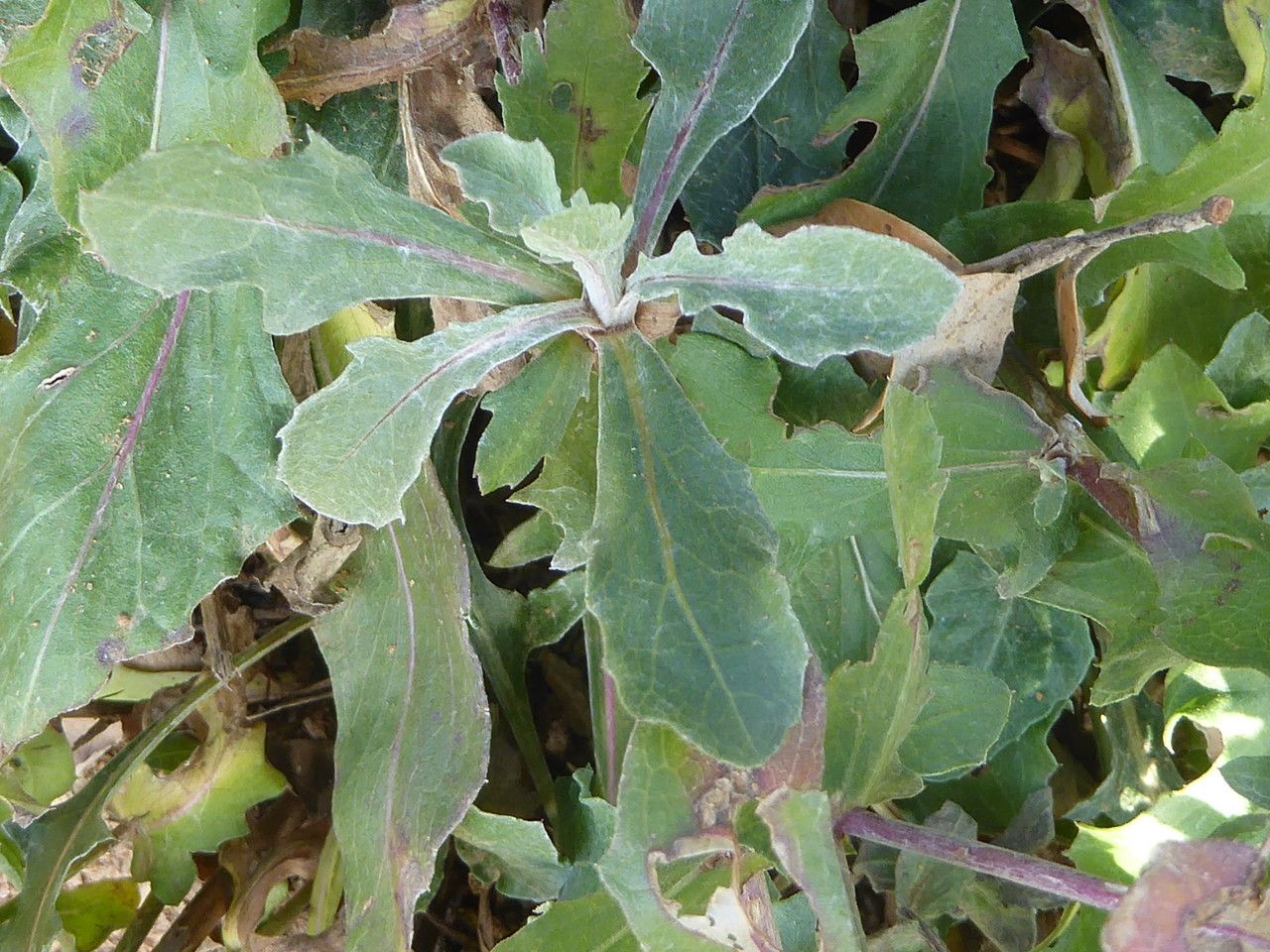 Centaurea pectinata leaf