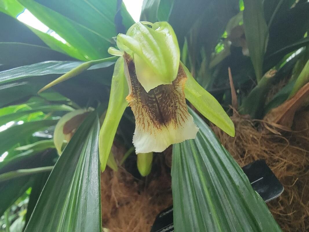 Coelogyne speciosa — houseplant care guide