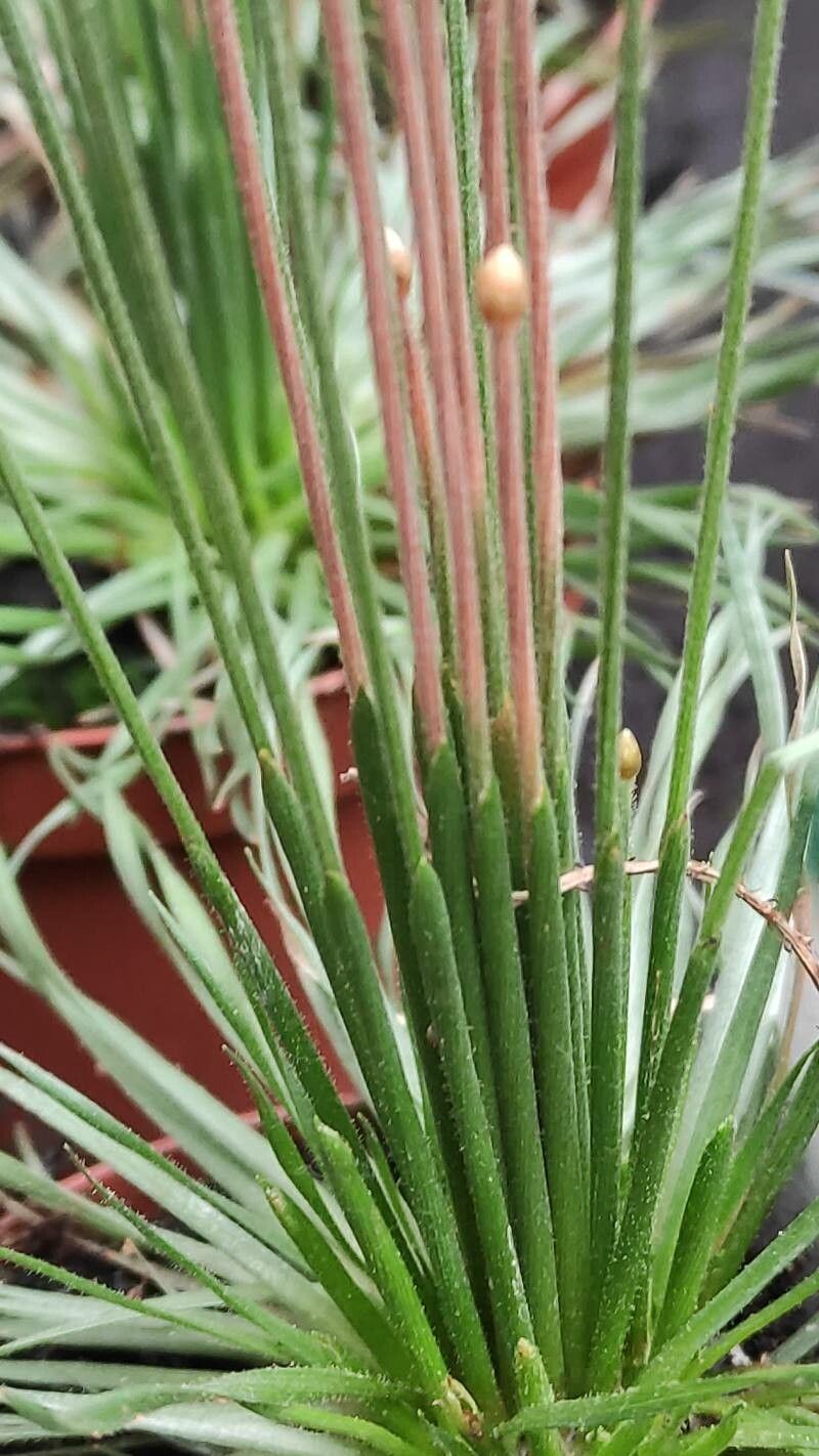 Syngonanthus flavidulus bark