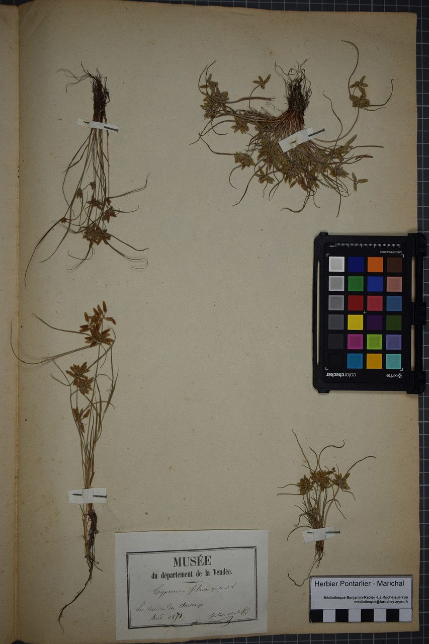 Cyperus flavescens other