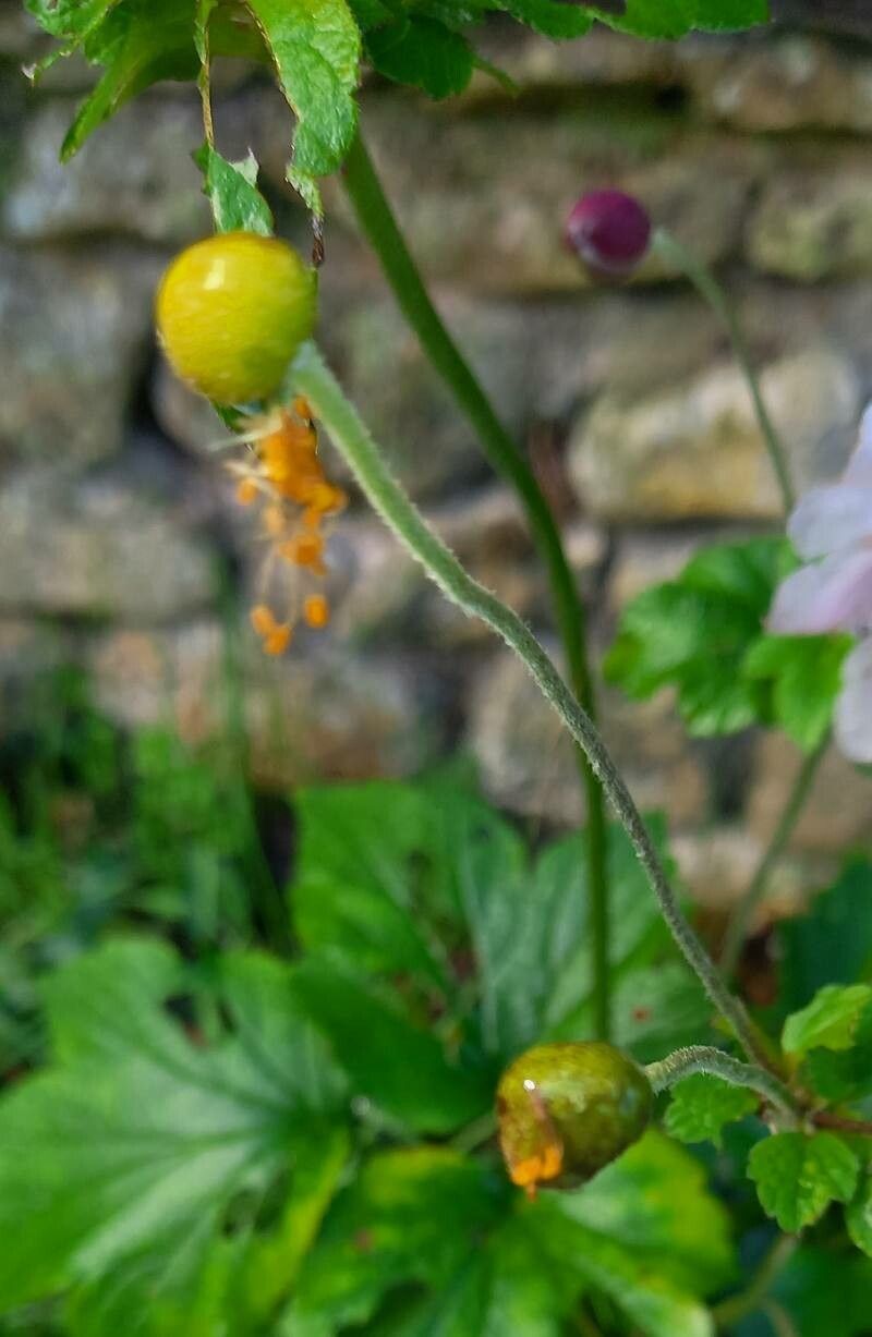 Eriocapitella × hybrida fruit