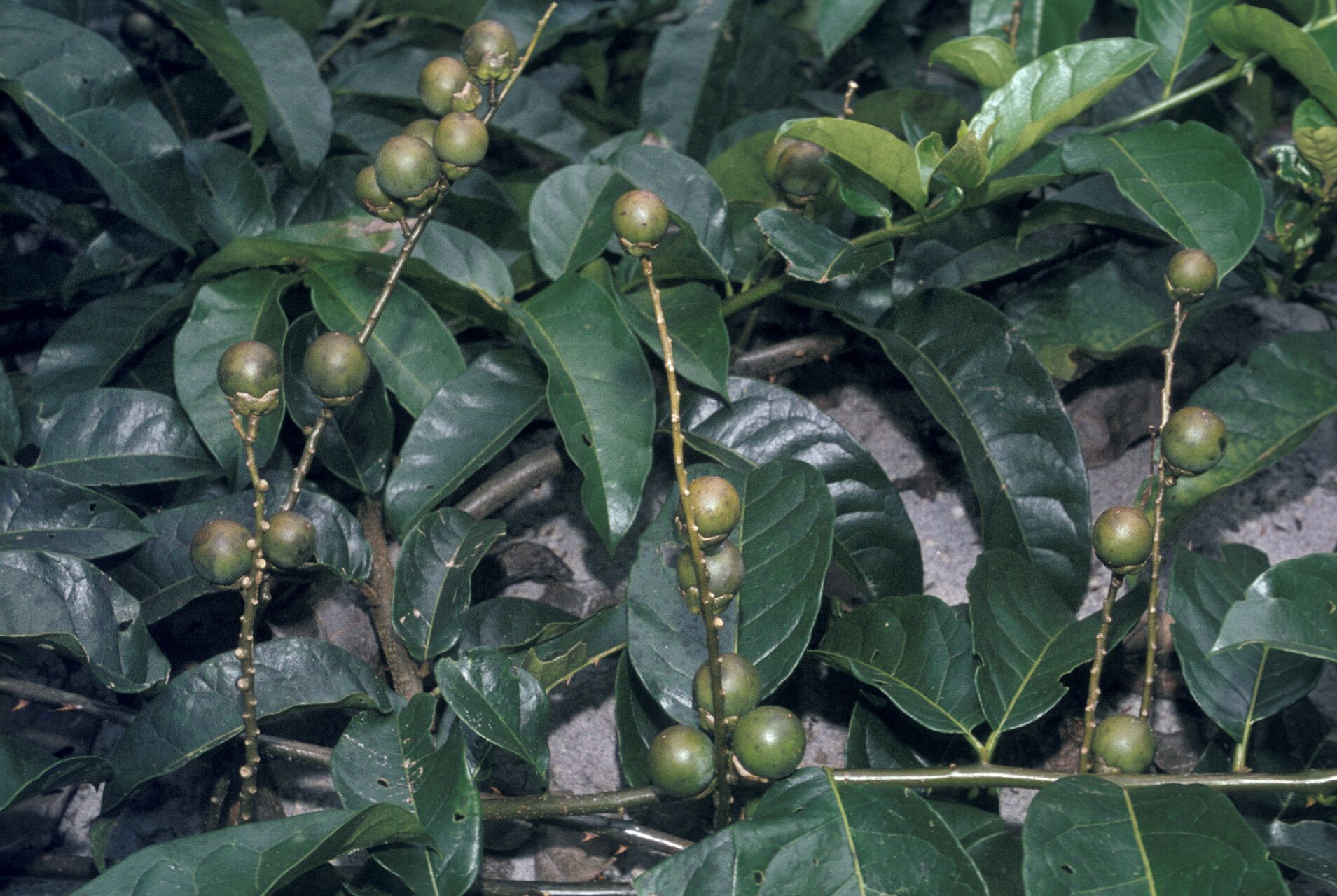 Solanum coriaceum fruit