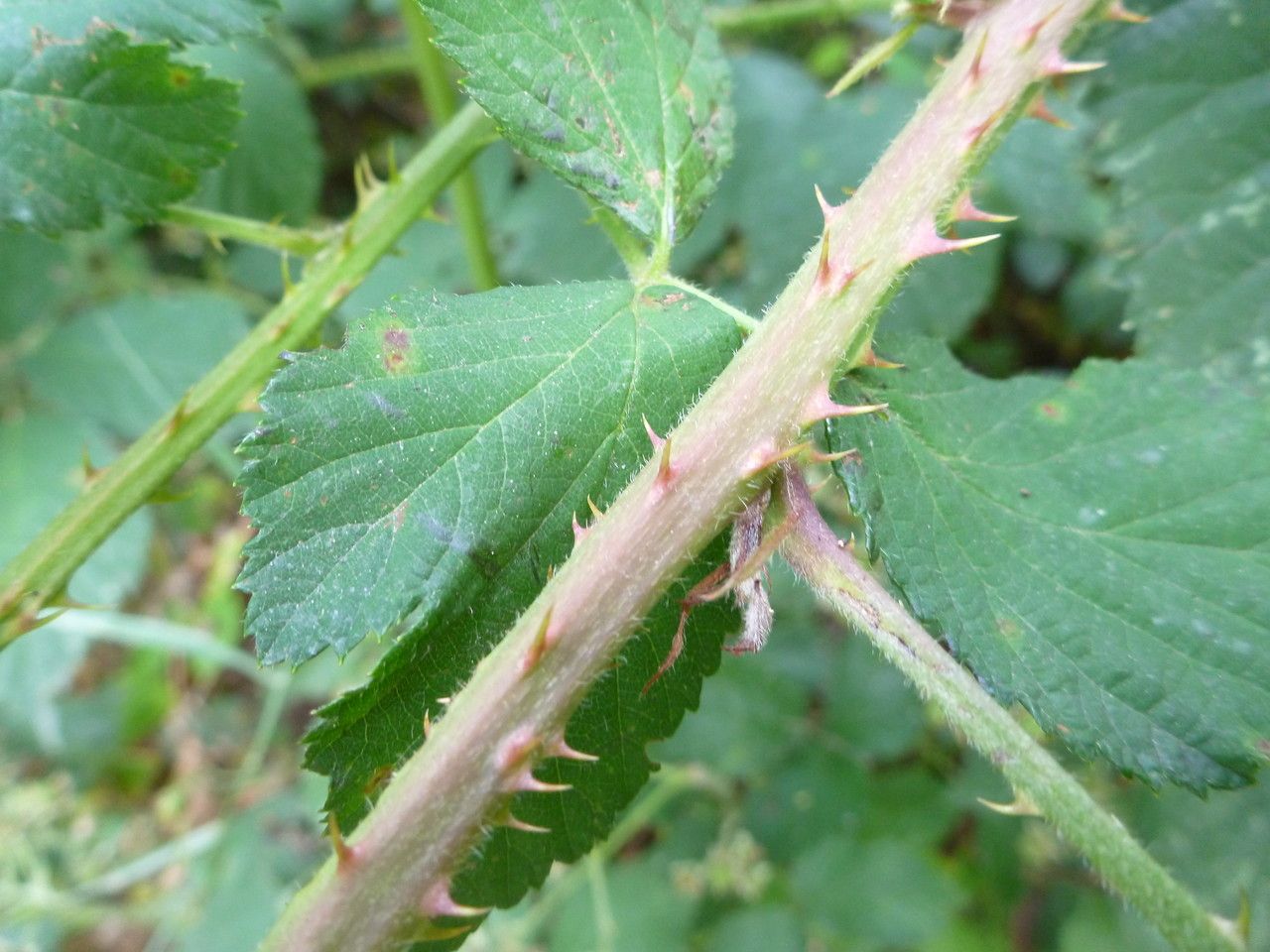 Rubus sprengelii bark