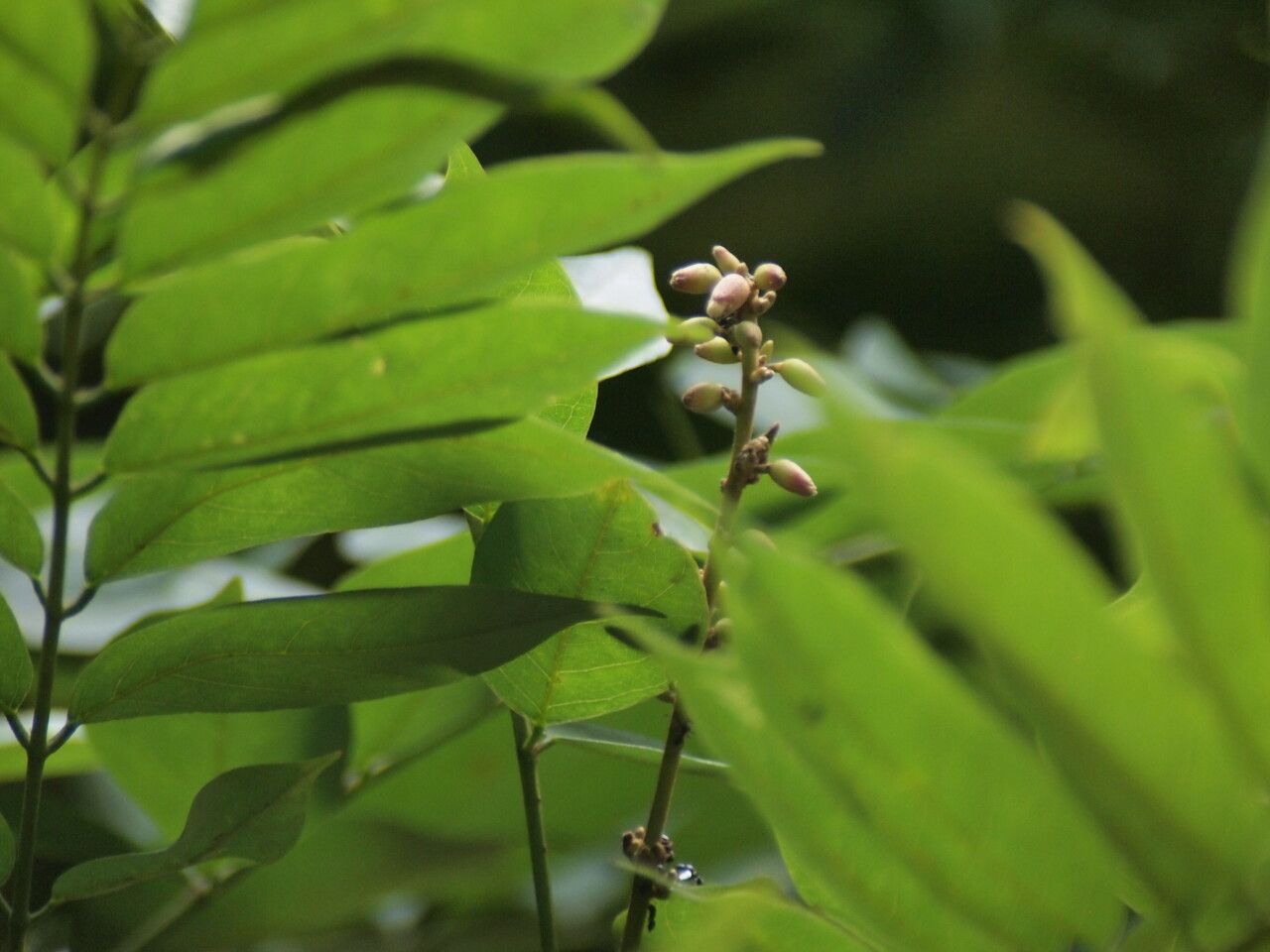 Millettia drastica flower
