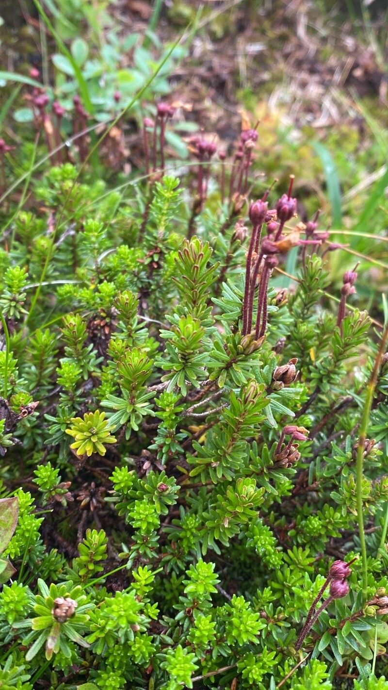 Phyllodoce caerulea leaf