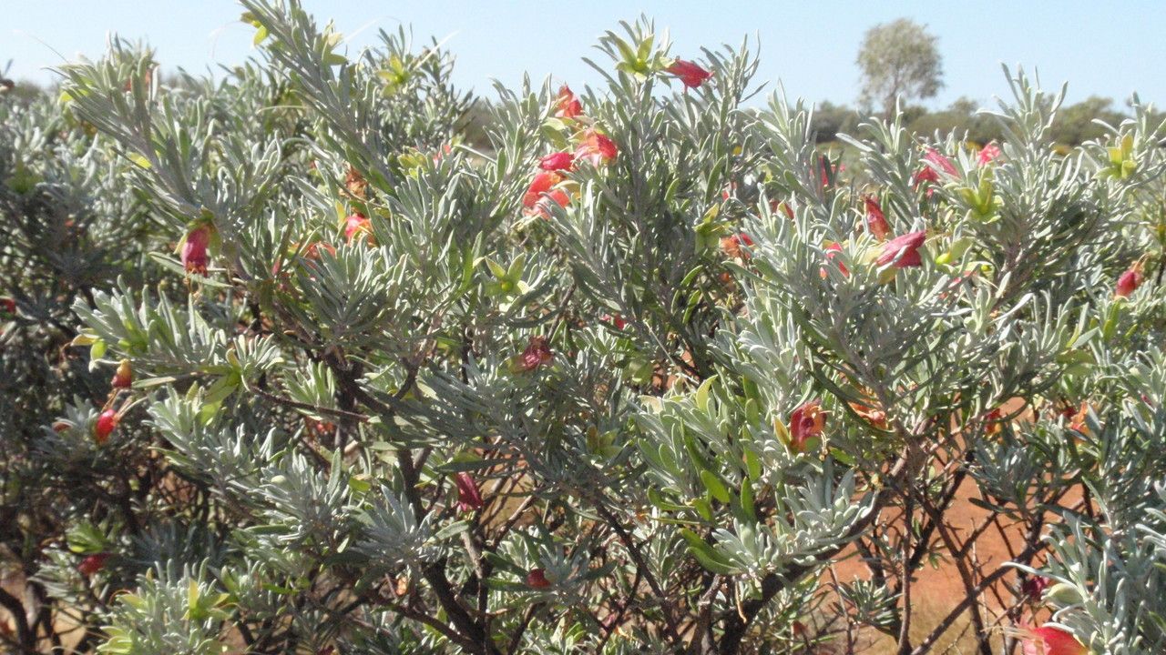 Eremophila latrobei flower