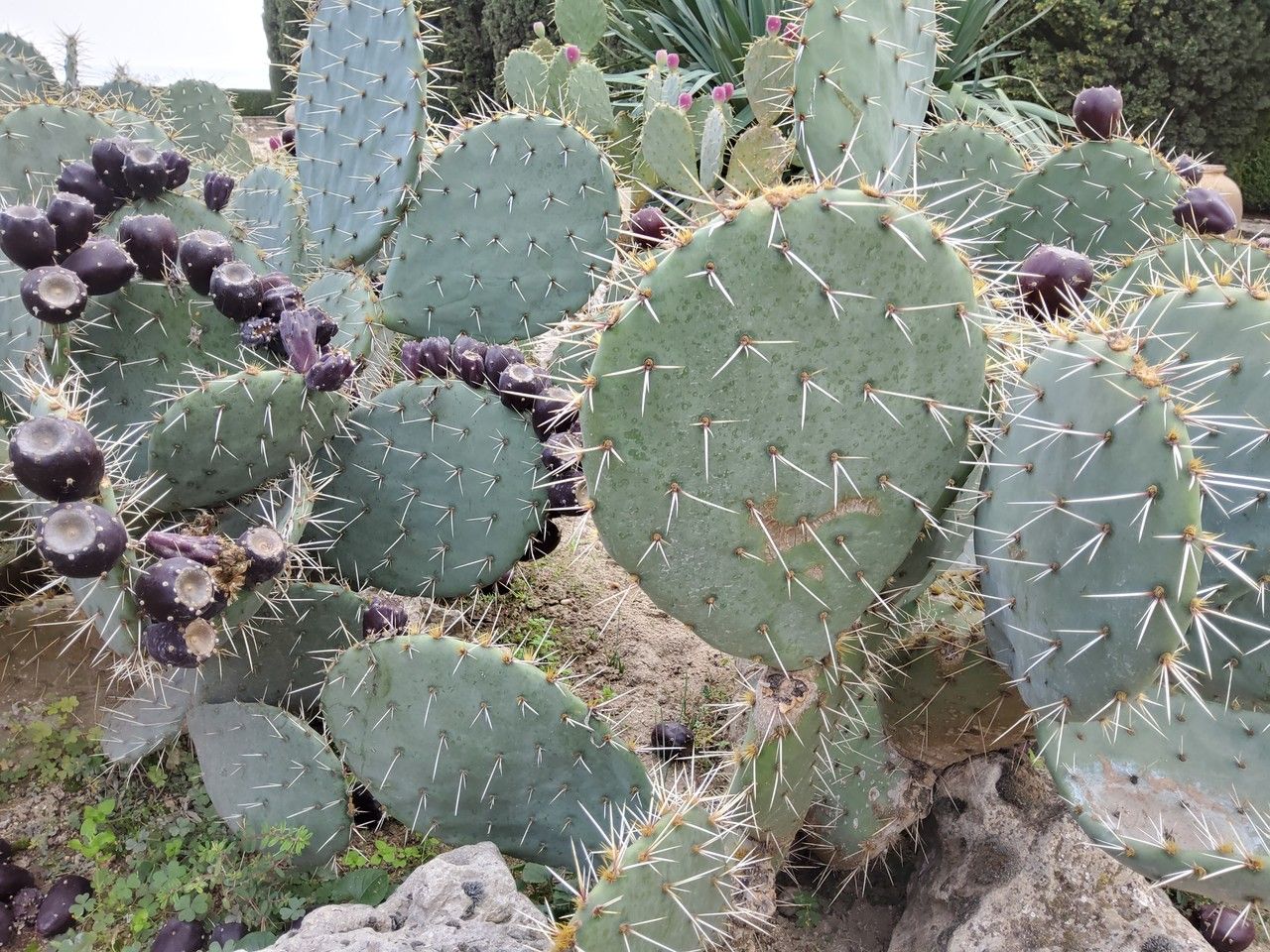 Opuntia erinacea — search result for 'Opuntia'