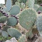 Opuntia erinacea