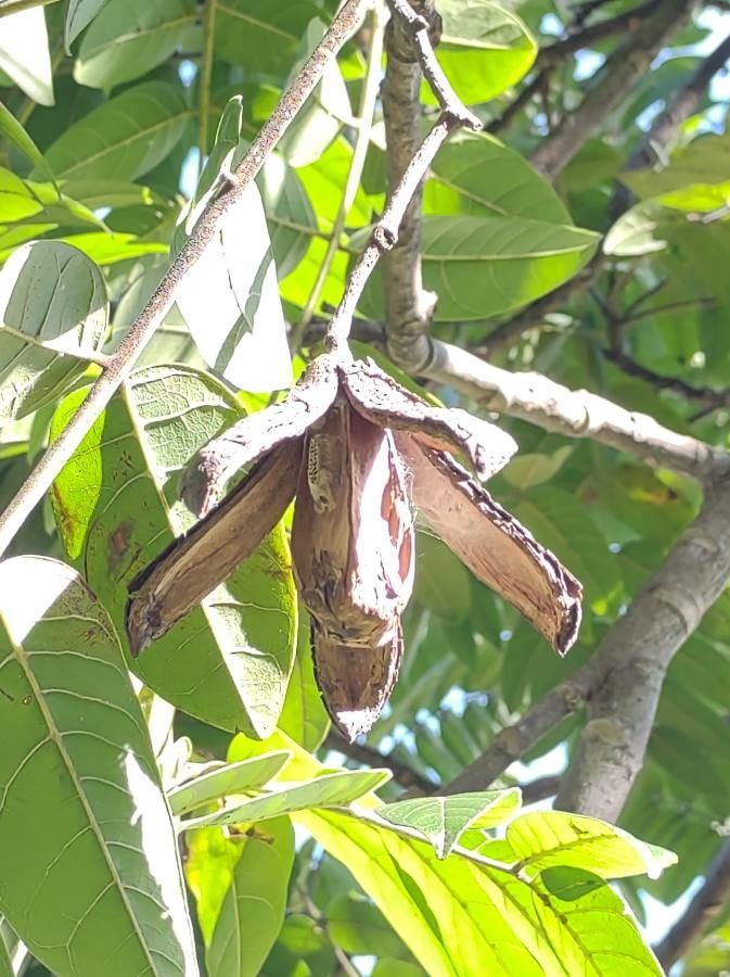 Cedrela fissilis fruit