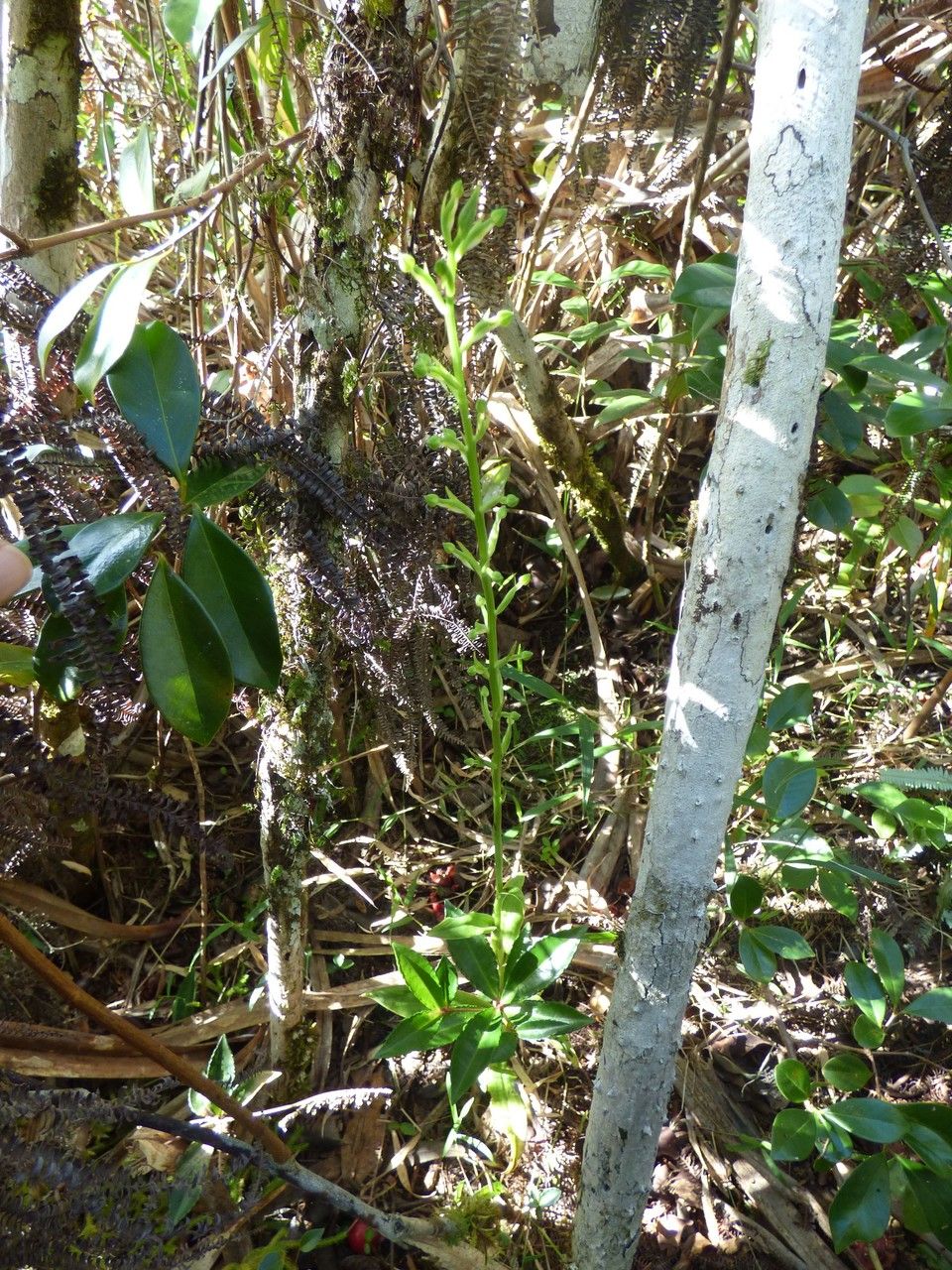 Habenaria decaryana habit