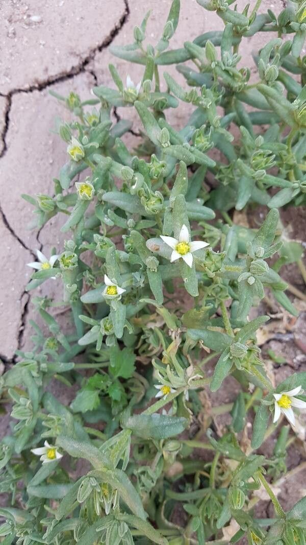 Aizoanthemum hispanicum flower