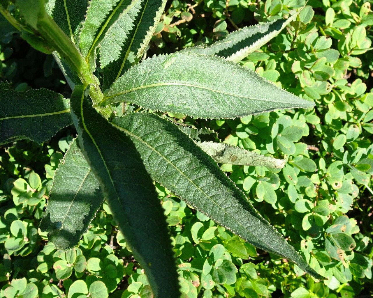 Senecio cacaliaster — search result for 'Senecio'