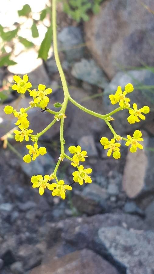 Haplophyllum tuberculatum flower
