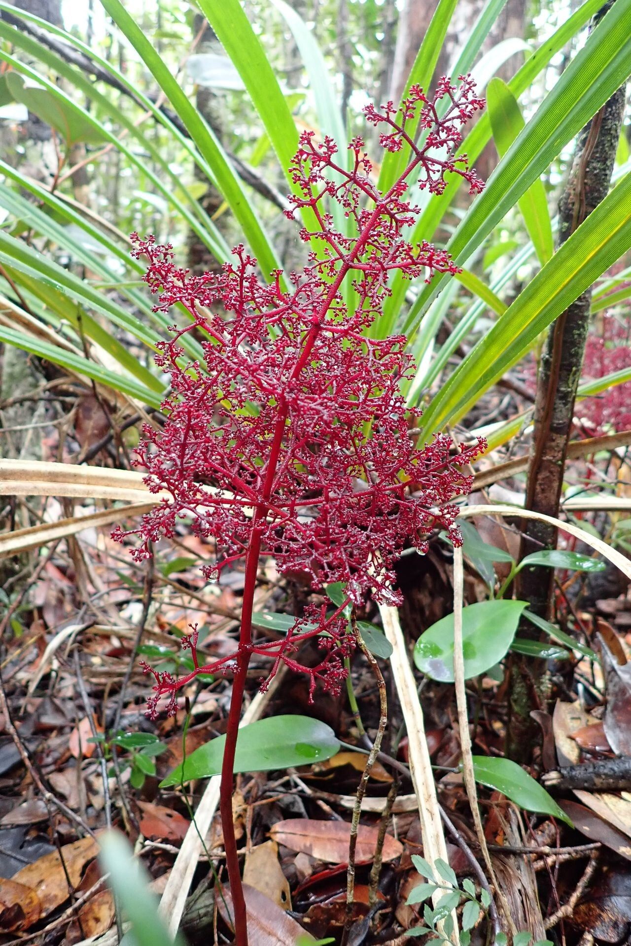 Daenikera corallina — search result for 'Santalaceae'